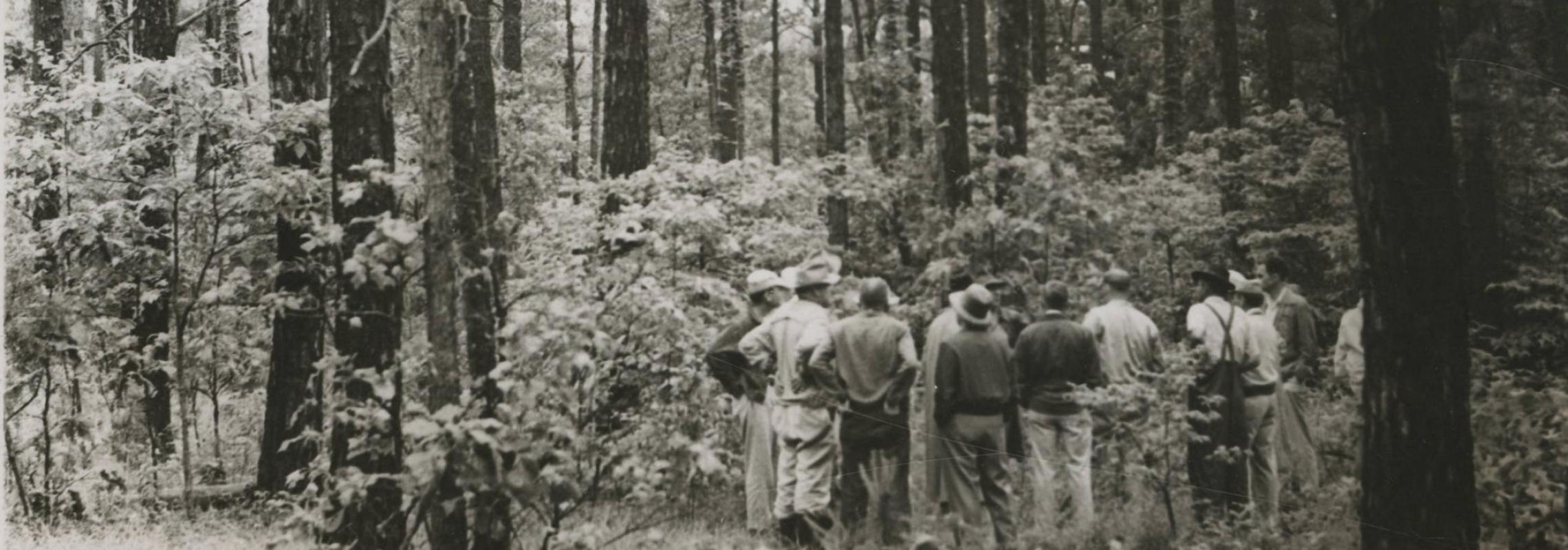 B&W photo of a forest with a group of people below tall trees
