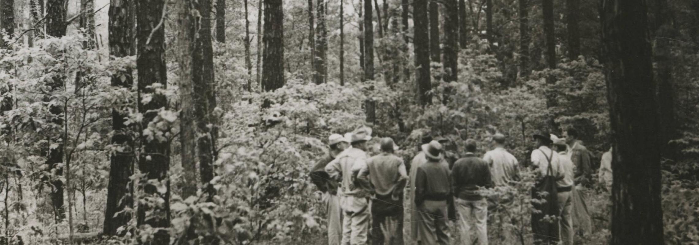 B&W photo of a forest with a group of people below tall trees