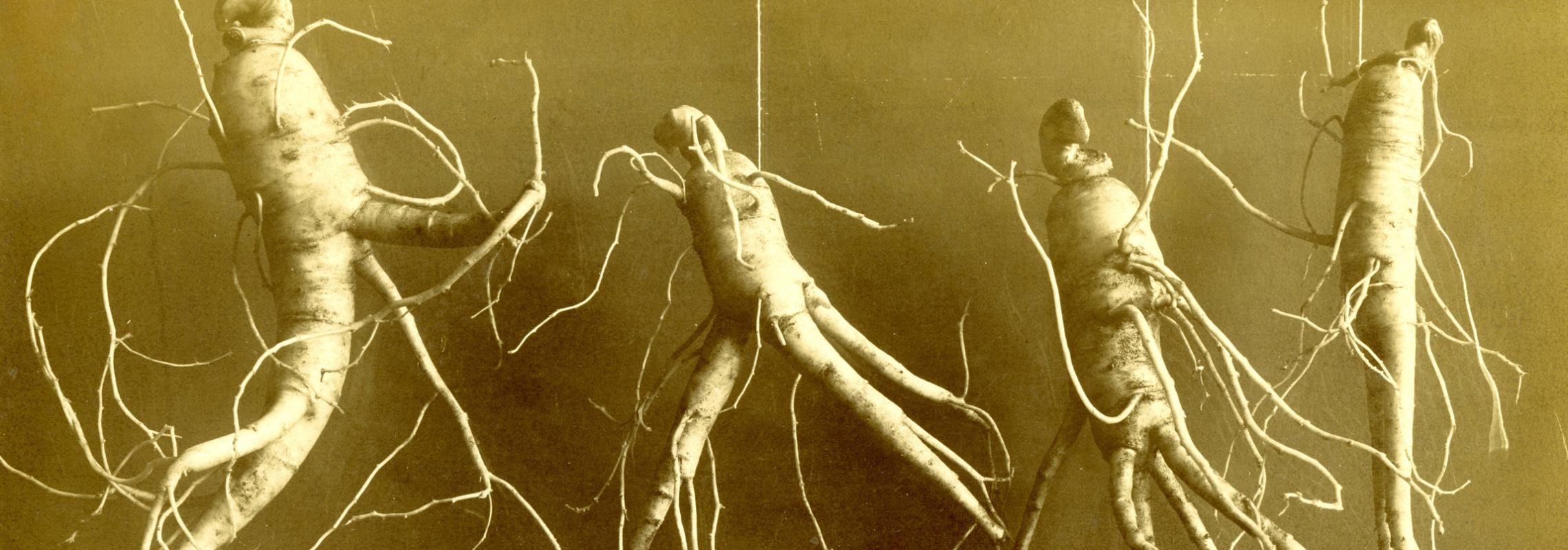 Sepia toned photo of ginseng roots