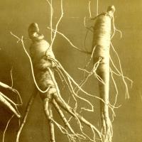 Sepia toned photo of ginseng roots